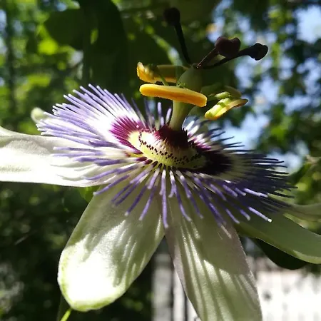 Σπίτι διακοπών Secret Garden