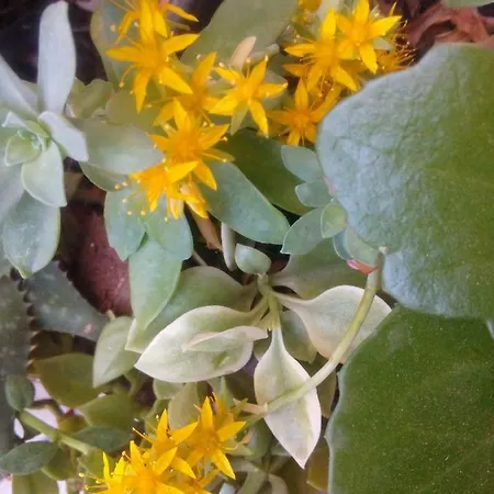 Σπίτι διακοπών Secret Garden